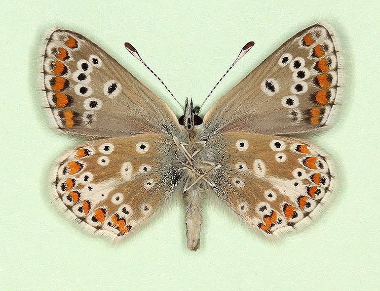 Typical Brown Argus (Aricia agestis)