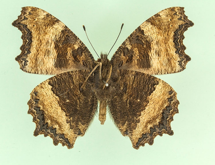 Typical Large Tortoiseshell (Nymphalis polychloros)