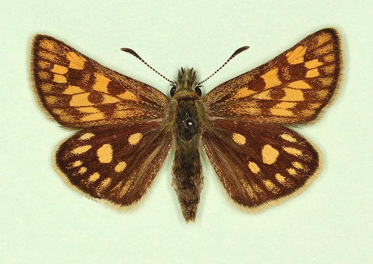 Typical Chequered Skipper (Carterocephalus palaemon)