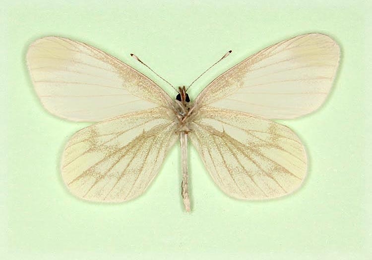 Typical Wood White (Leptidea sinapis)