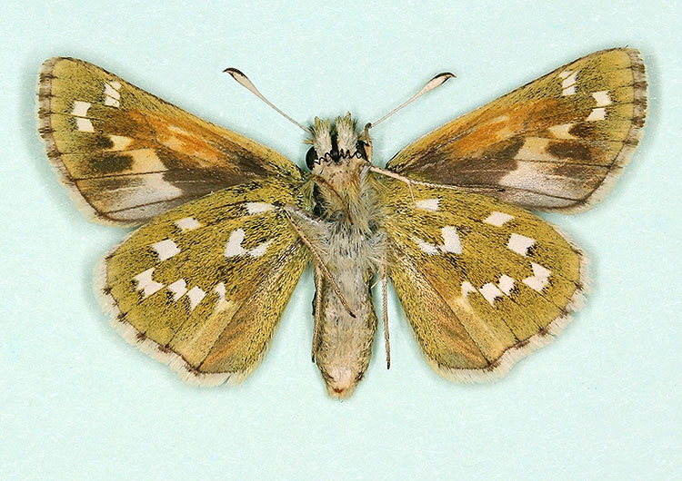 Typical Silver-spotted Skipper (Hesperia comma)