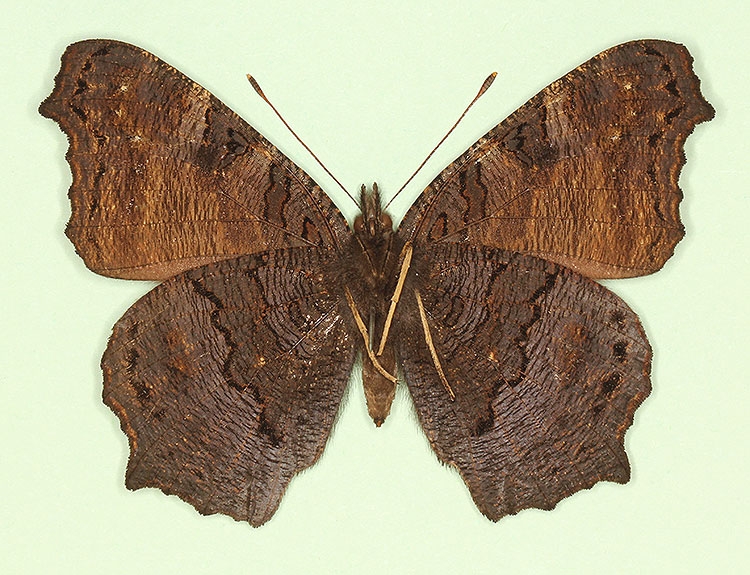 Typical Peacock (Inachis io)