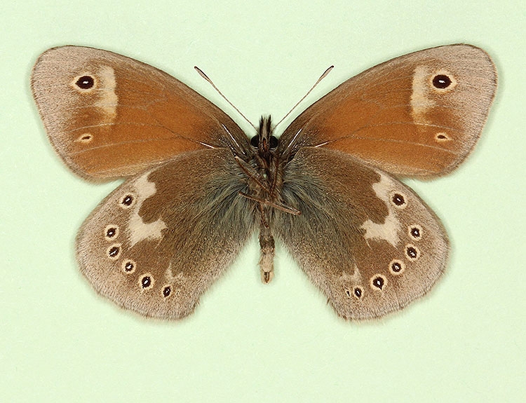 Typical Large heath (Coenonympha tullia)