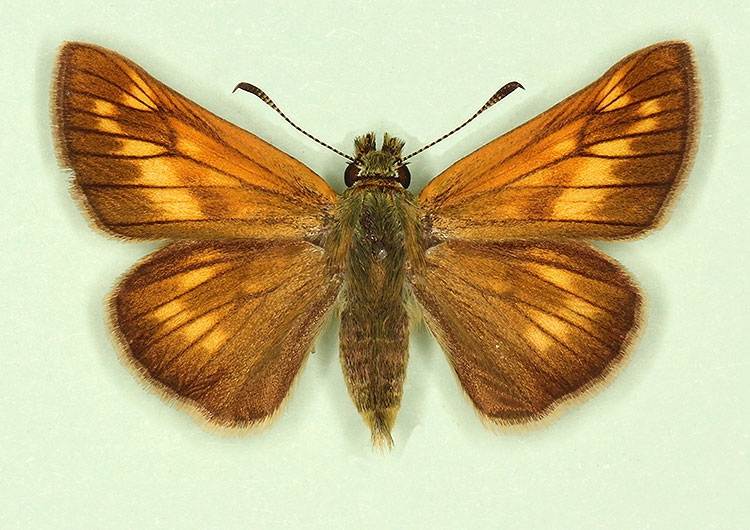 Typical Large Skipper (Ochlodes sylvanus)