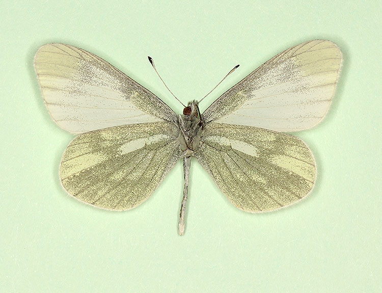 Typical Reals Wood White (Leptidea reali)