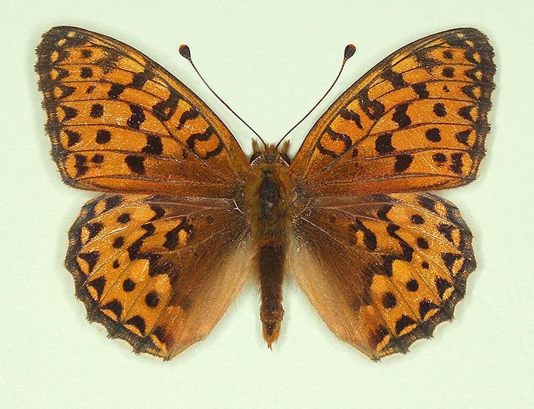 Typical Dark Green Fritillary (Argynnis aglaja)