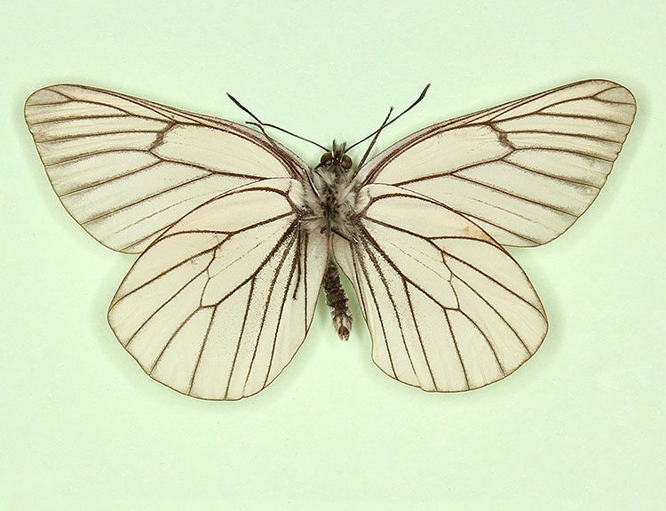 Typical Black-veined White (Aporia crataegi)