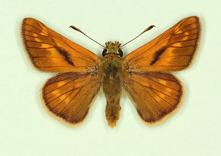 Typical Large Skipper (Ochlodes sylvanus)