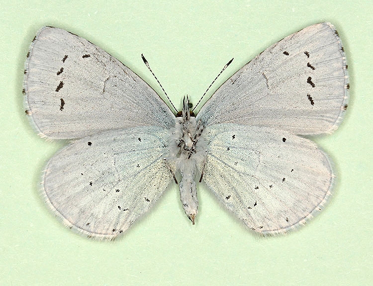 Typical Holly Blue (Celastrina argiolus)