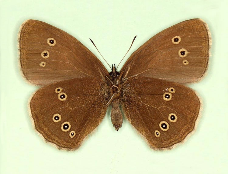 Typical Ringlet (Aphantopus hyperanthus)