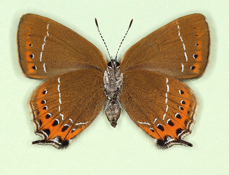 Typical Black Hairstreak (Satyrium pruni)