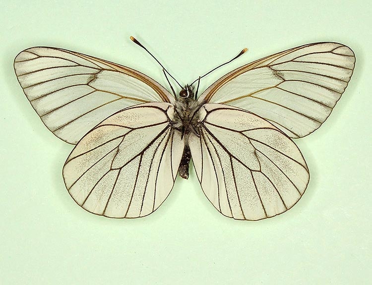 Typical Black-veined White (Aporia crataegi)