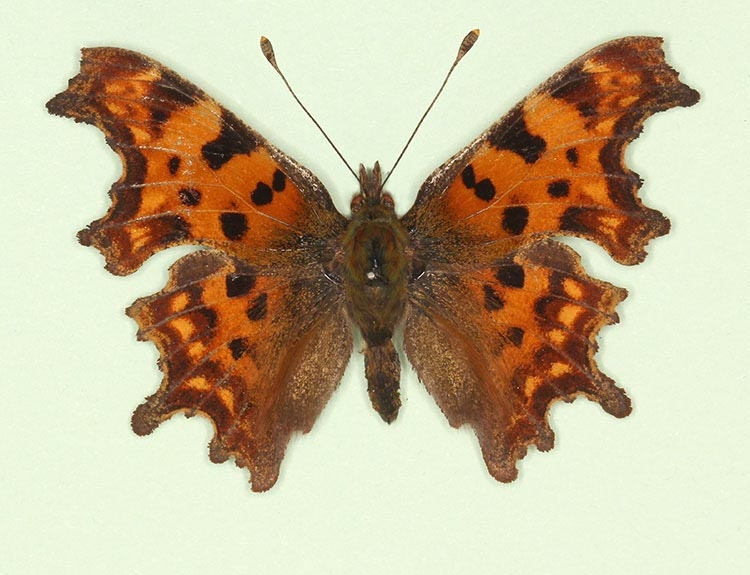 Typical Comma (Polygonia c-album)