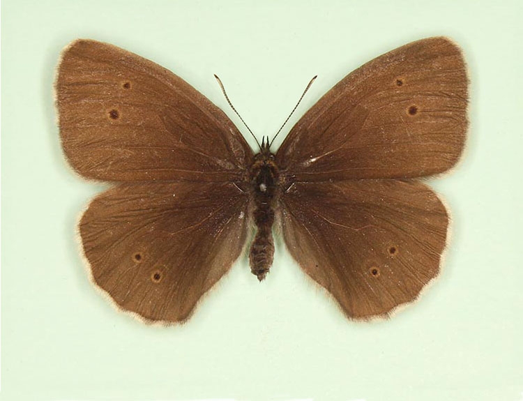 Typical Ringlet (Aphantopus hyperanthus)