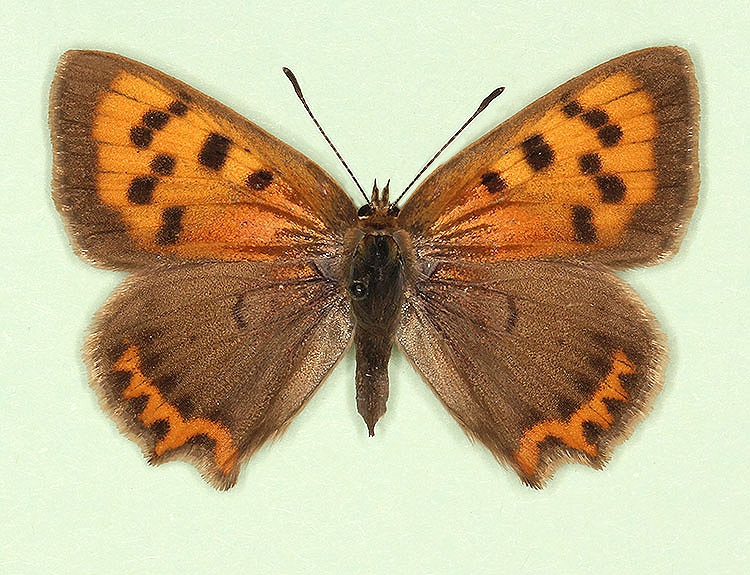 Typical Small Copper (Lycaena phlaeas)