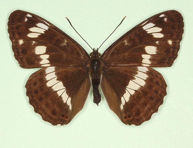 Typical White Admiral (Limenitis camilla)