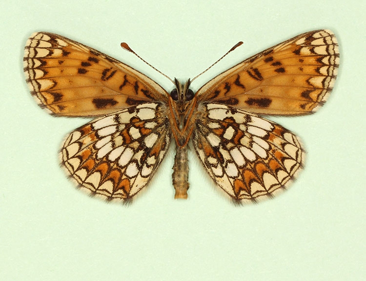 Typical Heath Fritillary (Melitaea athalia)