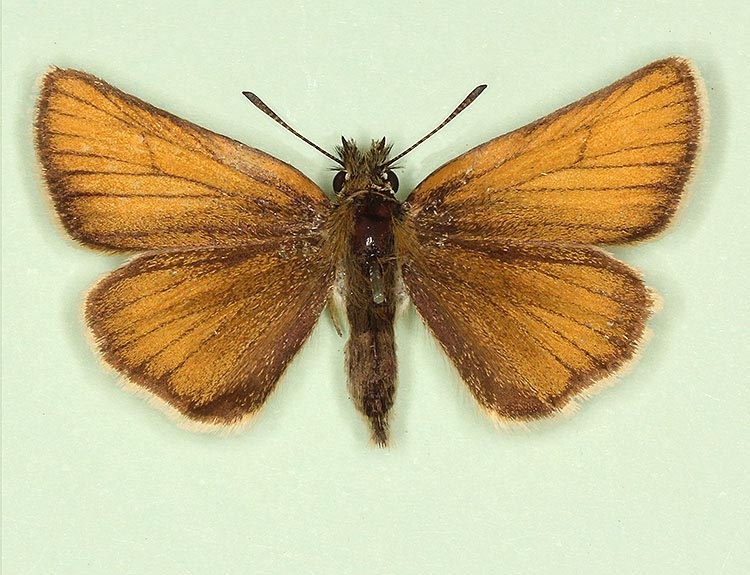 Typical Essex Skipper (Thymelicus lineola)