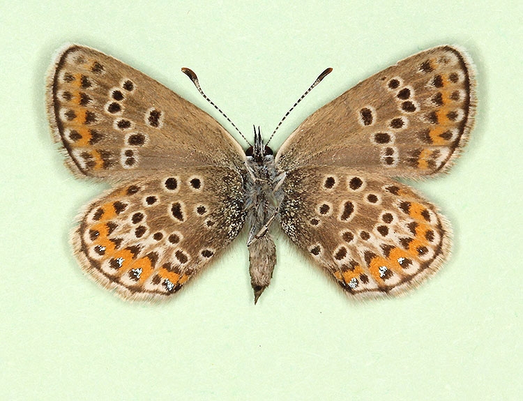 Typical Silver-studded Blue (Plebejus argus)