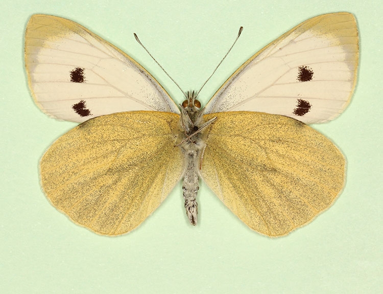 Typical Large White (Pieris brassicae)