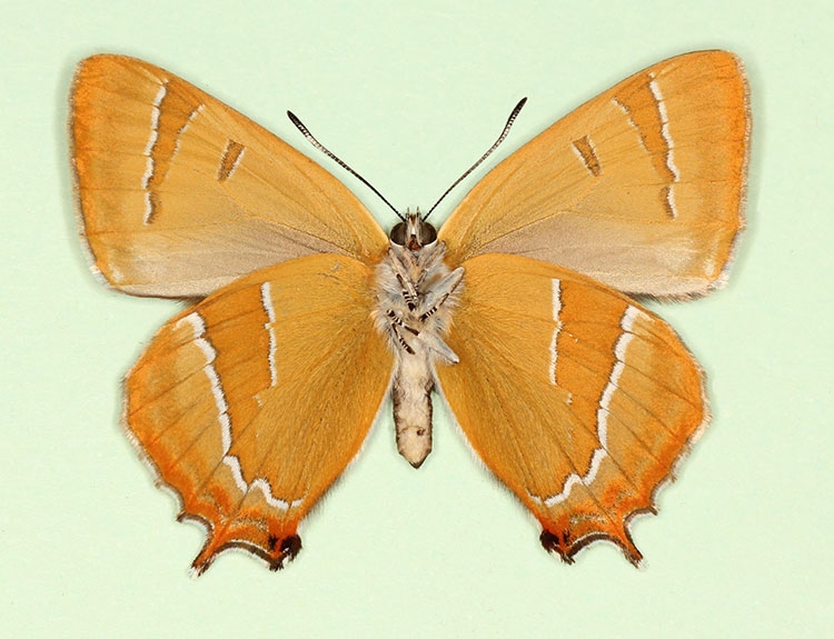 Typical Brown Hairstreak (Thecla betulae)