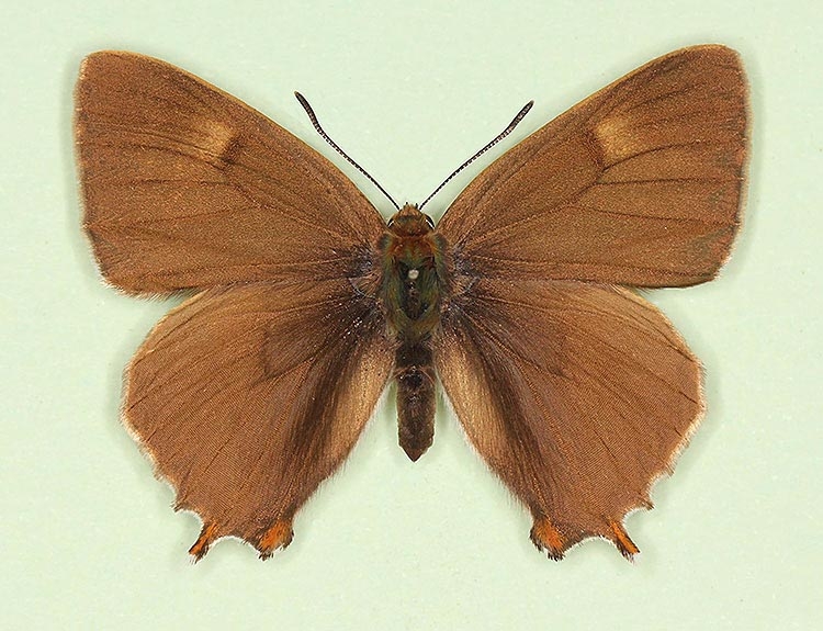 Typical Brown Hairstreak (Thecla betulae)