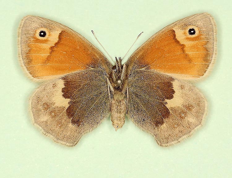 Typical Small Heath (Coenonympha pamphilus)