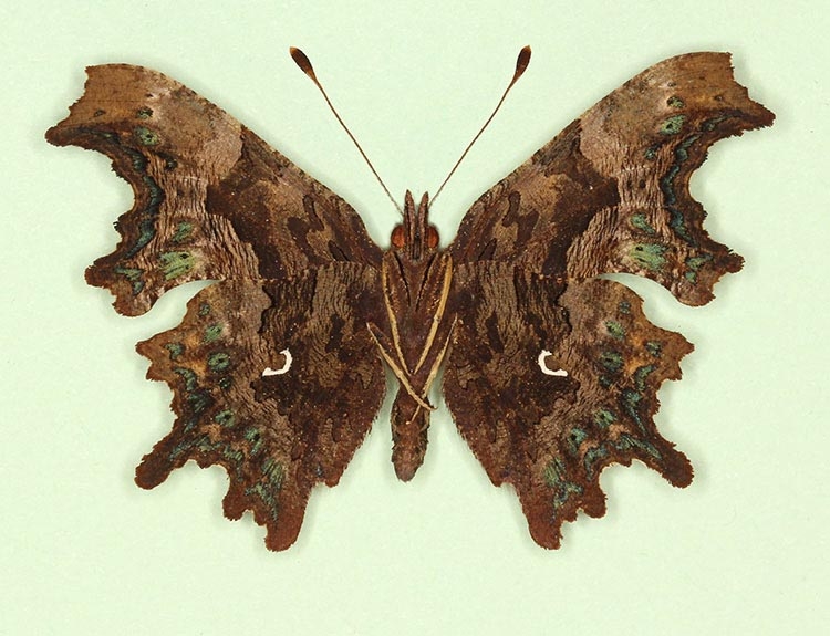 Typical Comma (Polygonia c-album)