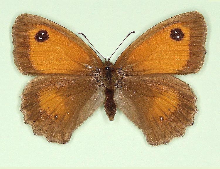 Typical Gatekeeper (Pyronia tithonus)