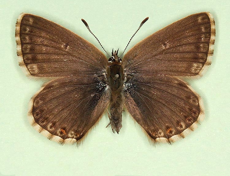 Typical Chalkhill Blue (Polyommatus (Lysandra) coridon)