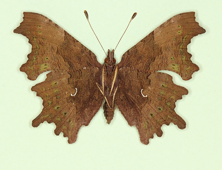 Typical Comma (Polygonia c-album)