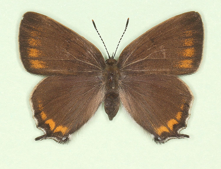 Typical Black Hairstreak (Satyrium pruni)