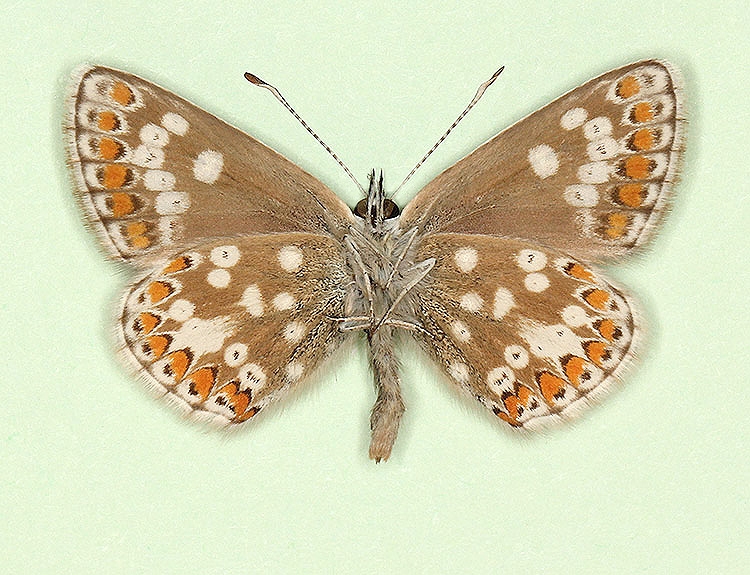 Typical Northern Brown Argus (Aricia Artaxerxes)