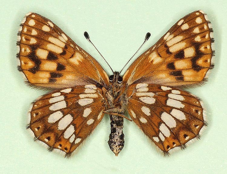 Typical Duke of Burgundy (Hamearis lucina)