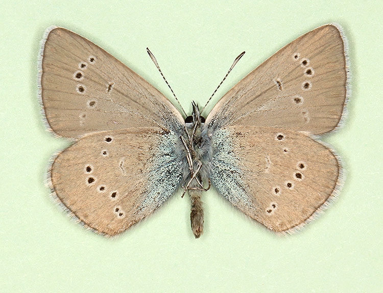 Typical Mazarine Blue (Cyanaris semiargus)