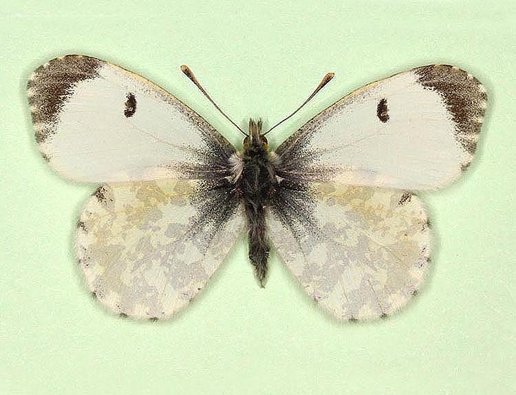 Typical Orange-tip (Anthocharis cardamines)