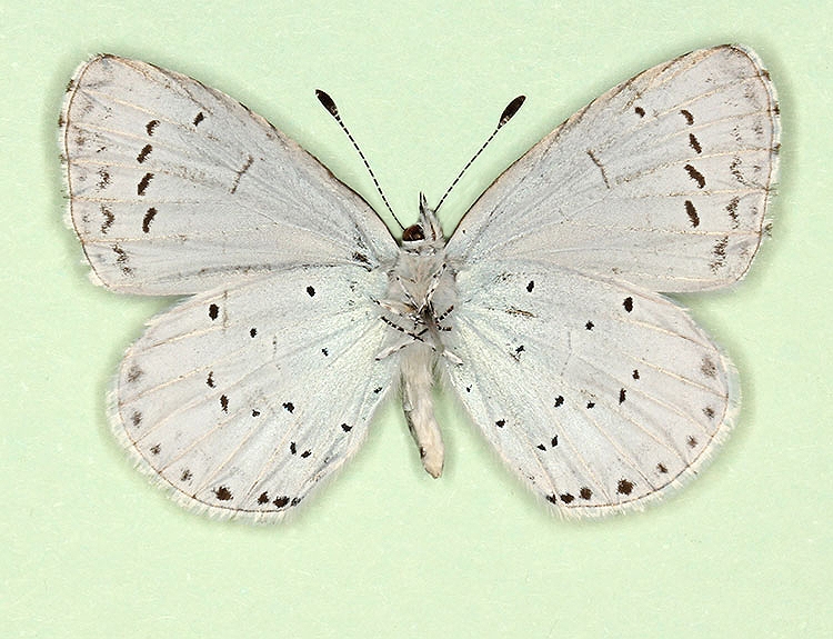 Typical Holly Blue (Celastrina argiolus)