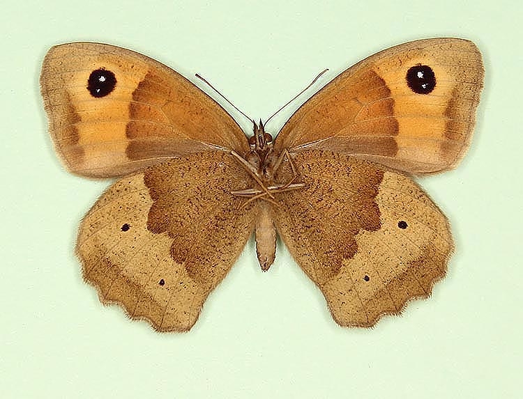 Typical Meadow Brown (Maniola jurtina)