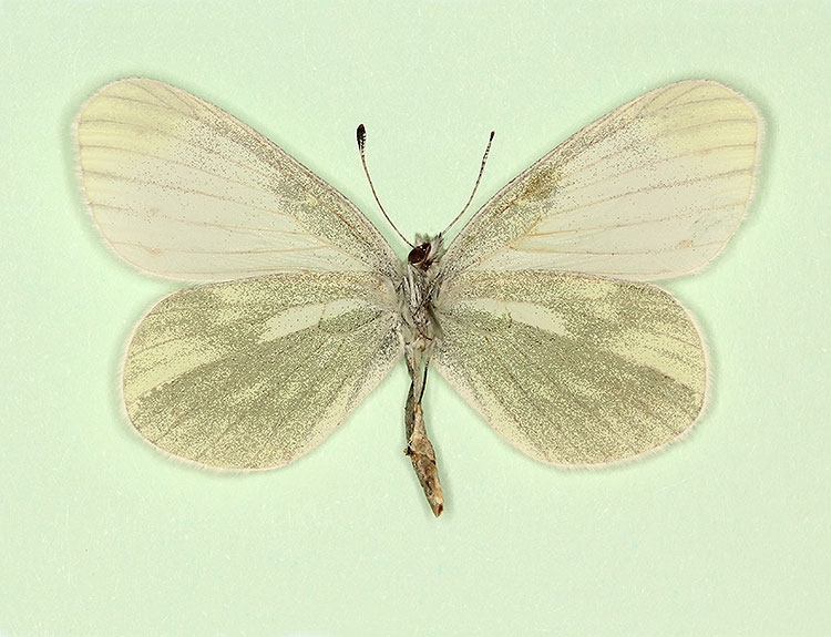 Typical Reals Wood White (Leptidea reali)