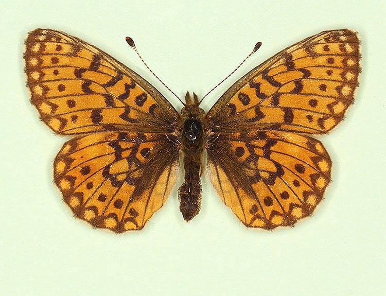 Typical Small Pearl-bordered Fritillary (Boloria selene)