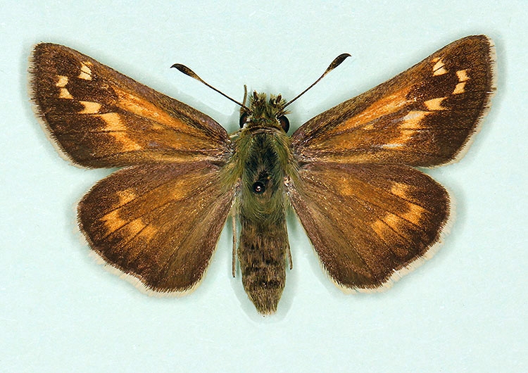 Typical Silver-spotted Skipper (Hesperia comma)