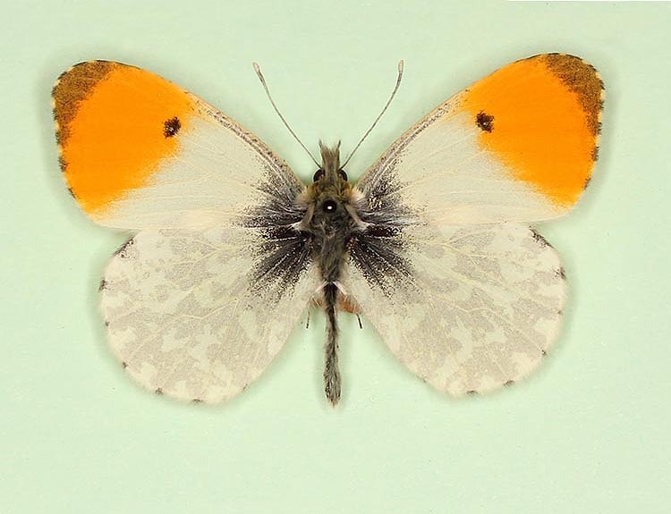 Typical Orange-tip (Anthocharis cardamines)