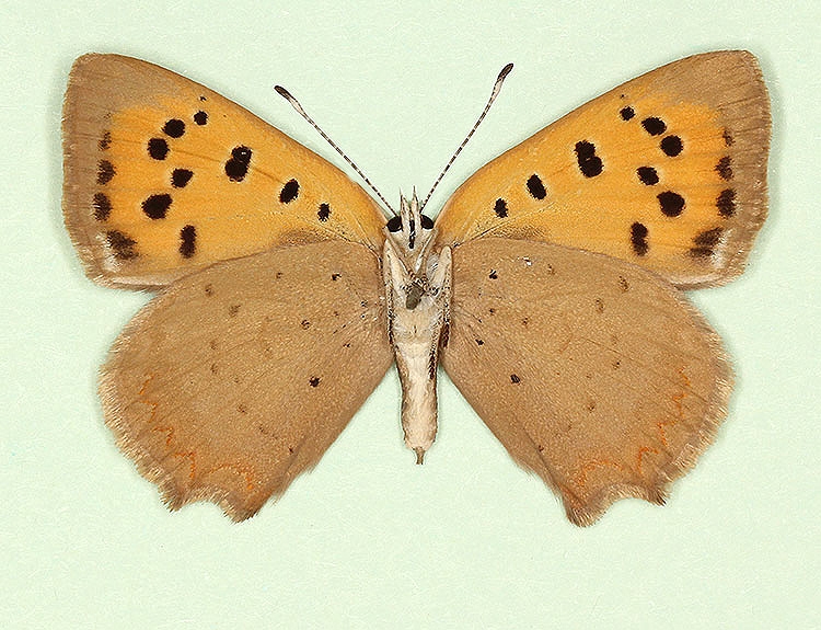 Typical Small Copper (Lycaena phlaeas)