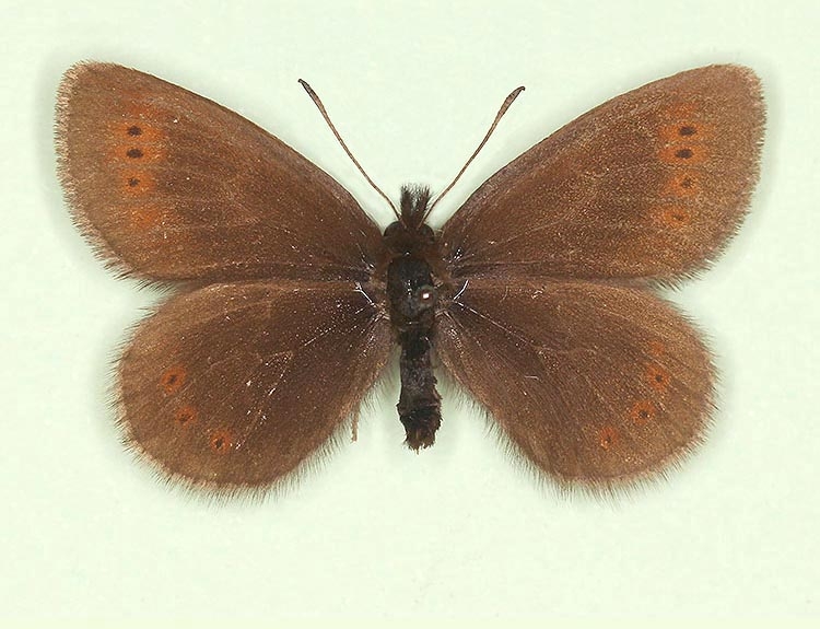 Typical Mountain Ringlet (Erebia epiphron)