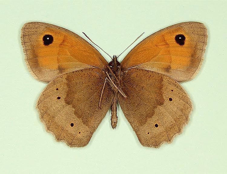 Typical Meadow Brown (Maniola jurtina)