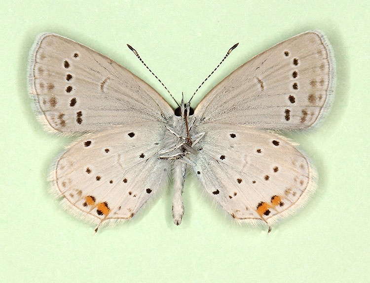 Typical Short-tailed Blue (Cupido argiades)