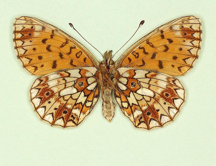 Typical Small Pearl-bordered Fritillary (Boloria selene)