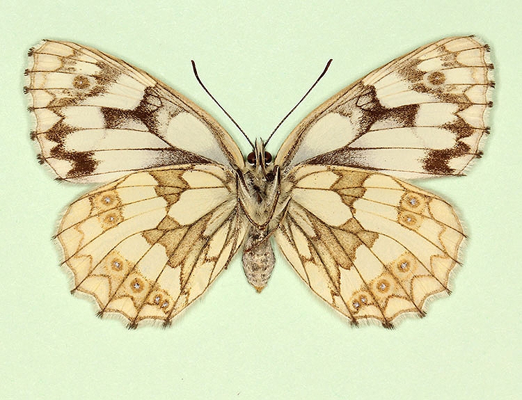 Typical Marbled White (Melanargia galathea)