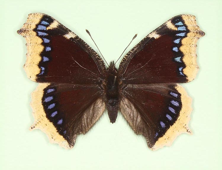 Typical Camberwell Beauty (Nymphalis antiopa)