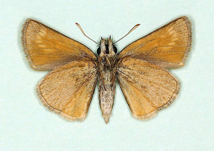 Typical Lulworth Skipper (Thymelicus acteon)